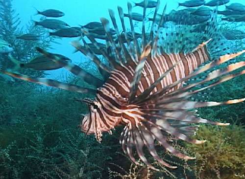Spread of lionfish in the Gulf of Mexico is threat to reef fisheries