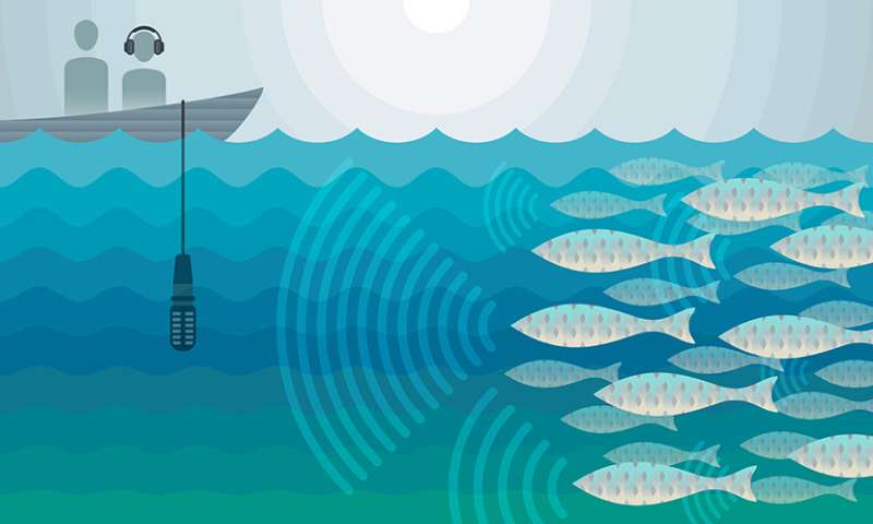 Spying on fish love calls could help protect them from overfishing