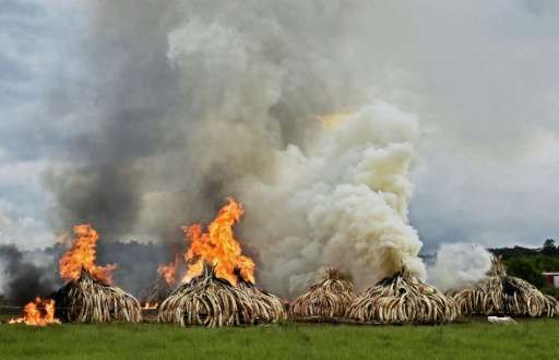 Stacks of elephant tusks and rhinoceros horns are burned after being seized from traffickers at the Nairobi National Park in 201