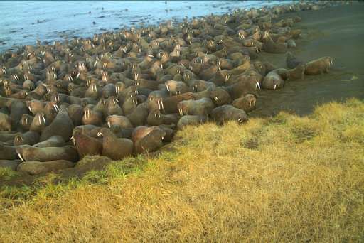Stampede suspected in dozens of walrus death