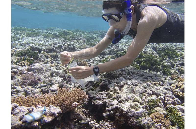 Stanford biologists identify ancient stress response in corals