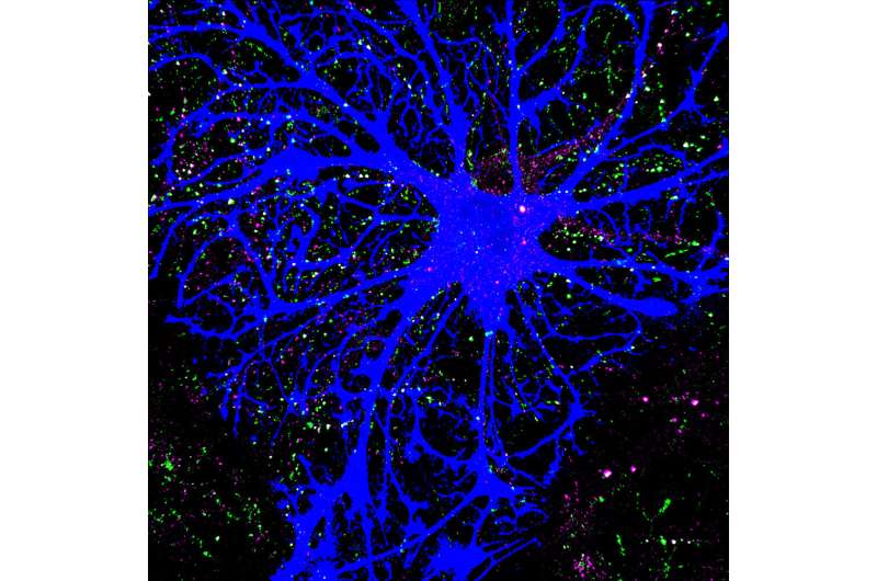Star-shaped brain cells orchestrate neural connections