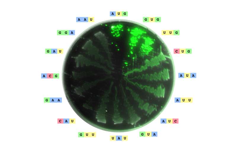 Start codons in DNA may be more numerous than previously thought