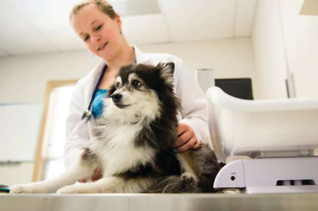 Stem cell studies of congestive heart failure in dogs could benefit humans, too