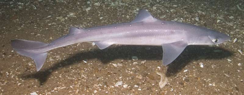 Steroid discovered in dogfish sharks attacks Parkinson's-related toxin in animal model