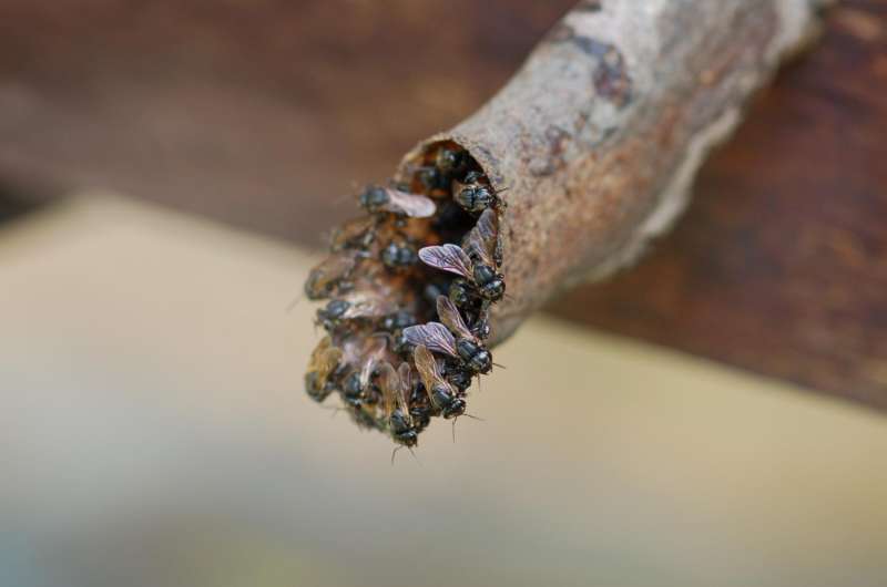 Stingless bees have their nests protected by soldiers