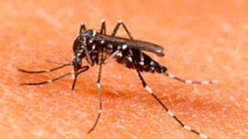 Stopping the dengue threat