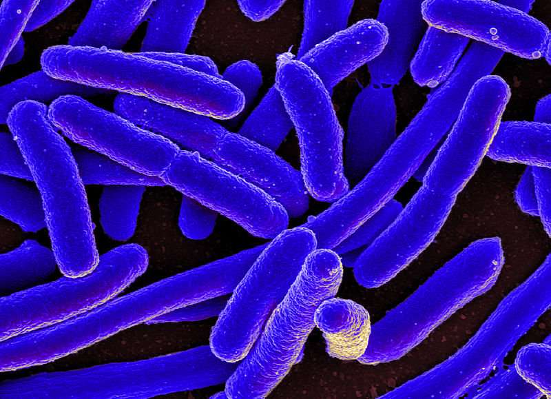 Storming the castle: New discovery in the fight against bacteria