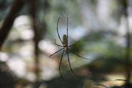 Strange silk: Why rappelling spiders don't spin out of control