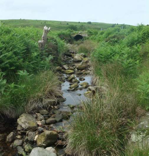 Stream bugs suggest pollution recovery in North York Moors