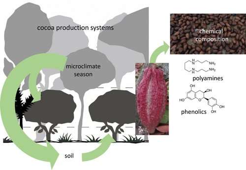 'Stressed out' cocoa trees could produce more flavorful chocolate&nbsp;