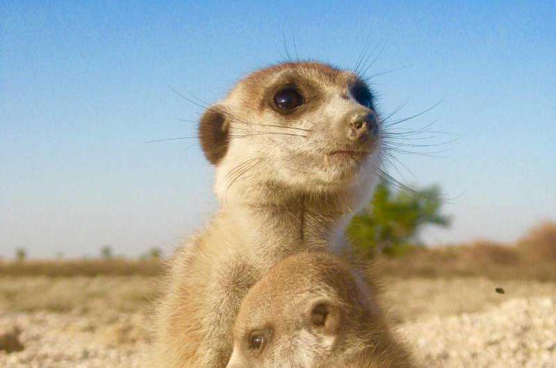 Stressed-out meerkats less likely to help group