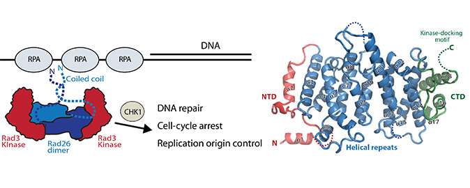 Structural knowledge of the DNA repair complex