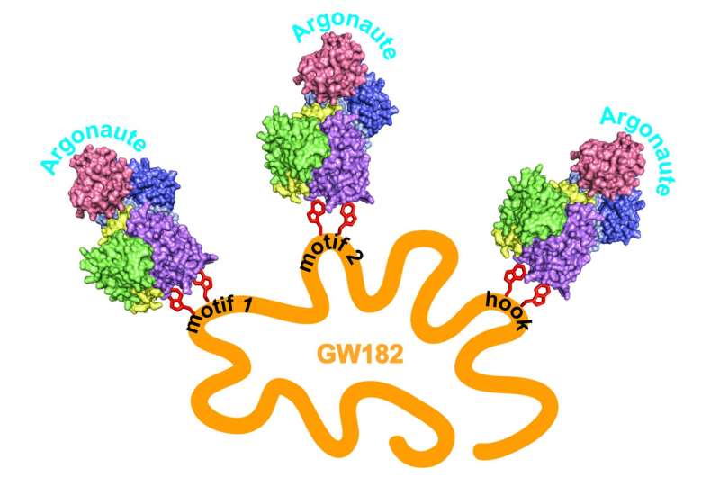 Structural view suggests RNAi multiplies its effect in repressing gene expression