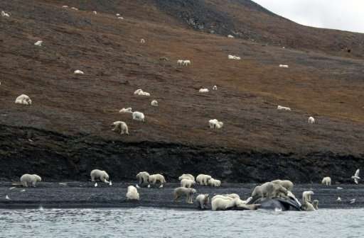 Studies show that polar bears now spend longer on Wrangel Island, in the far eastern Russian Arctic, than 20 years ago because &
