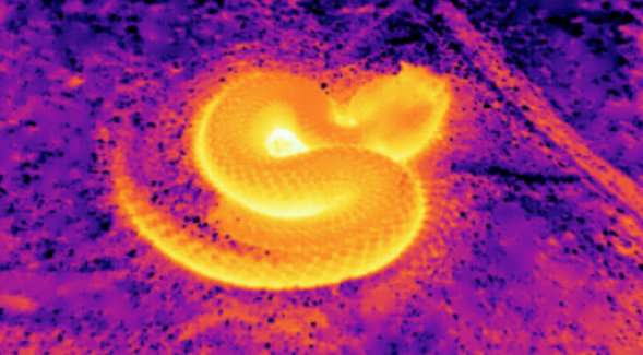 Study answers a long-standing mystery about snake predation