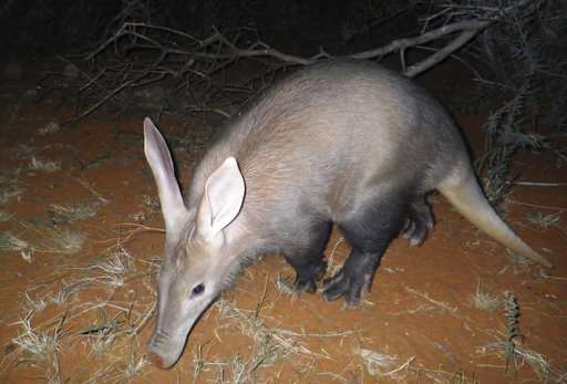 Study finds aardvarks suffering as African climate heats up