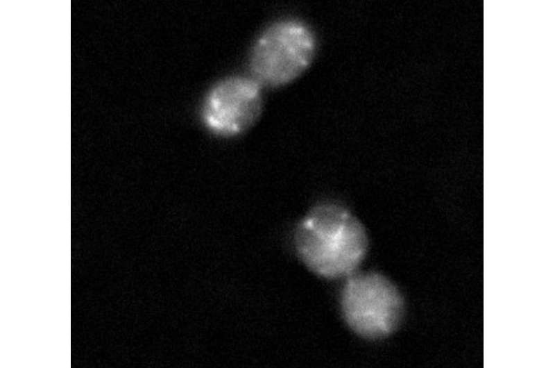 Study finds new target for controlling cell division