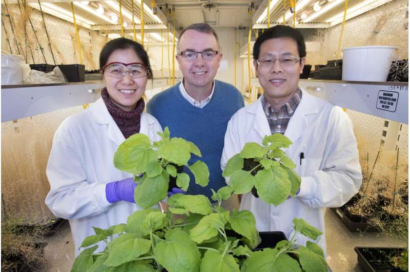 Study IDs link between sugar signaling and regulation of oil production in plants