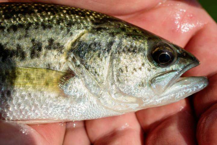 Study links fish stress hormones to whether they take the bait