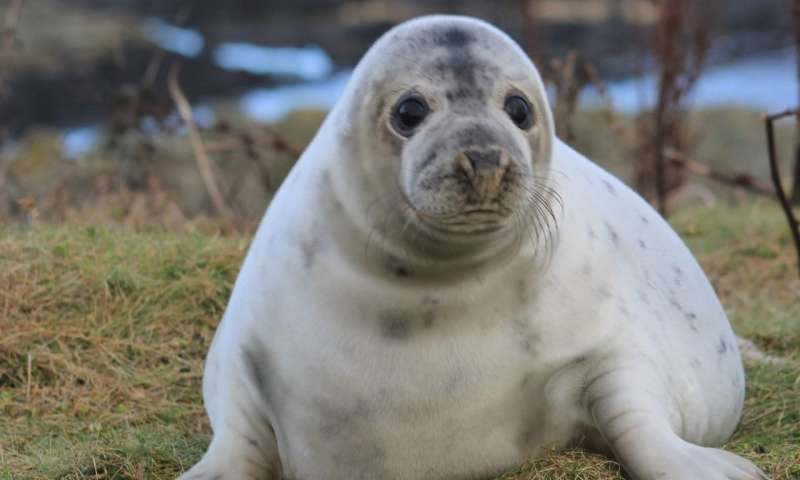 Study offers detailed insight into early-life behavior of grey seal pups at sea