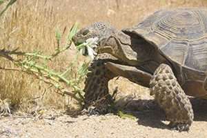 Study of relocated desert tortoises reveals a surprise