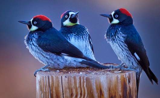 Study of woodpecker social groups sparks debate