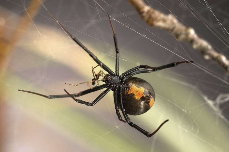 Study on redback spiders finds seemingly abhorrent mating strategy appears to benefit both males and females