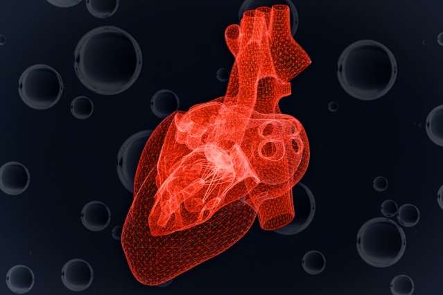 Study predicts heart cells’ response to dwindling oxygen