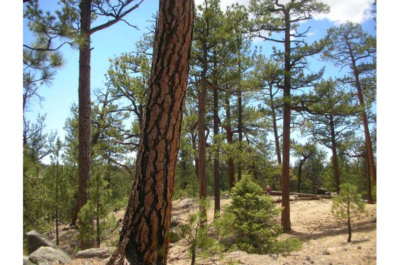 Study refutes findings behind challenge to Sierra Nevada forest restoration