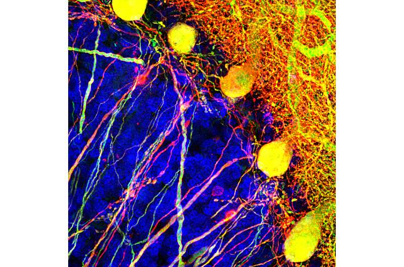 Study shines light on brain cells that coordinate movement