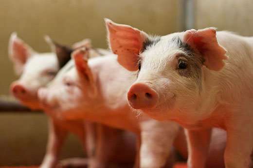 Study shows differences in energy digestibility between sows and gilts