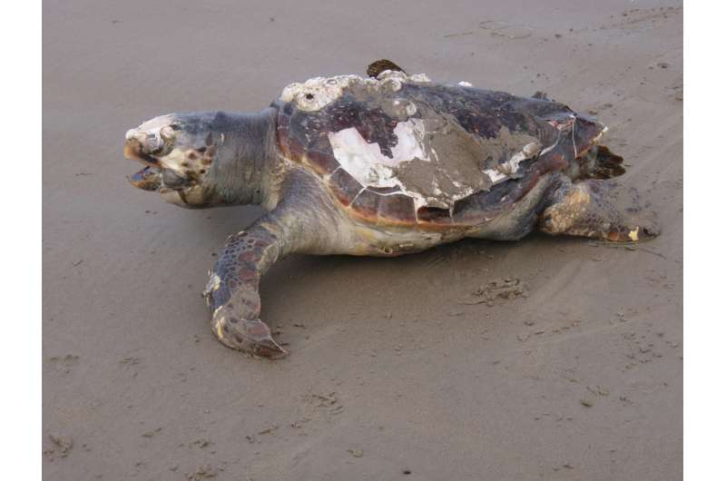 Study shows signs of hope for endangered sea turtles