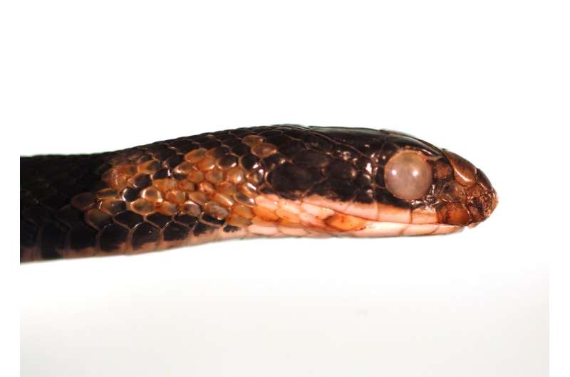 Study warns that snake fungal disease could be a global threat