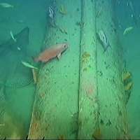 Subsea pipelines make fish safe havens