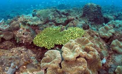 Sub-tropical corals vulnerable, new study shows