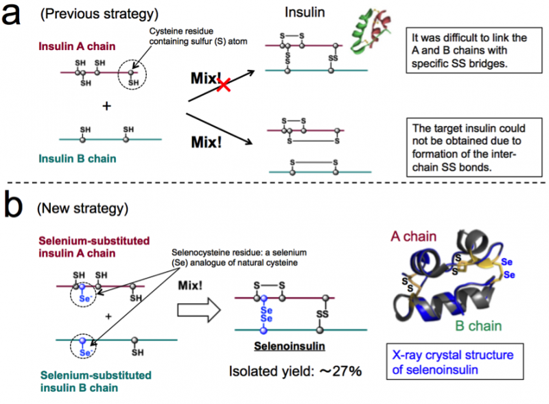 Successful synthesis of a new insulin analogue Selenoinsulin