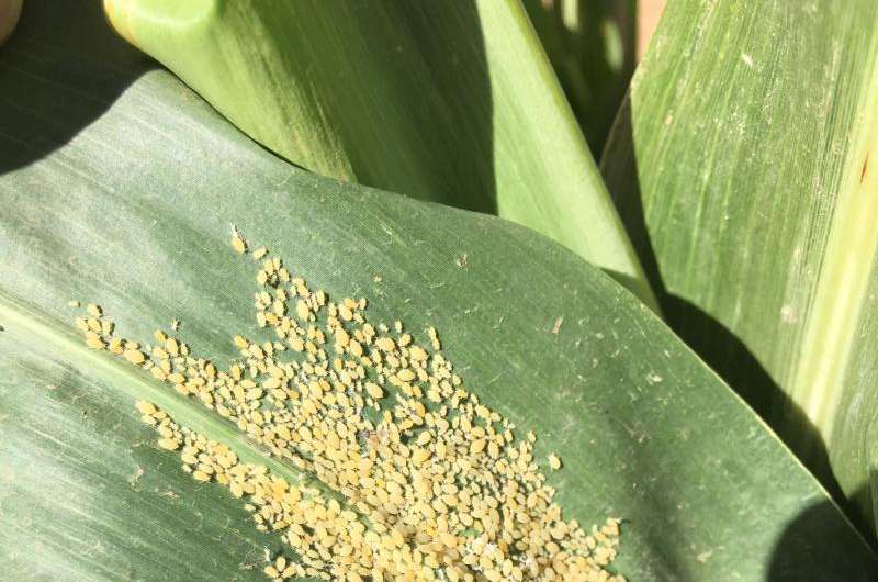 Sugarcane aphid research outlines economical control methods