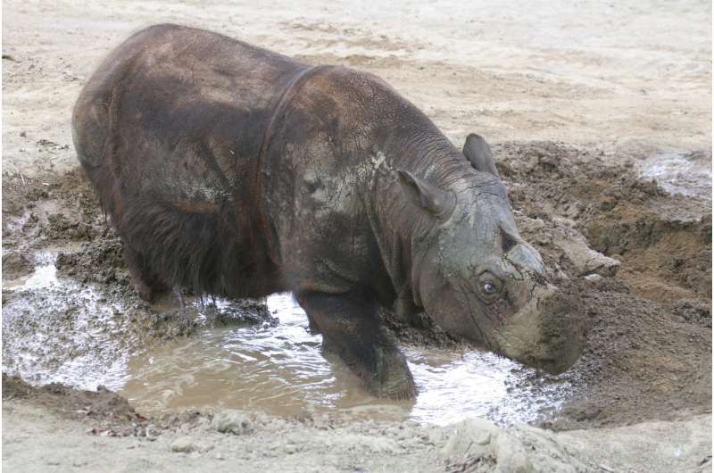 Sumatran rhinos never recovered from losses during the Pleistocene, genome evidence shows