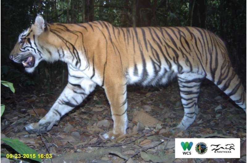 Sumatran tigers on path to recovery in 'in danger' UNESCO World Heritage site