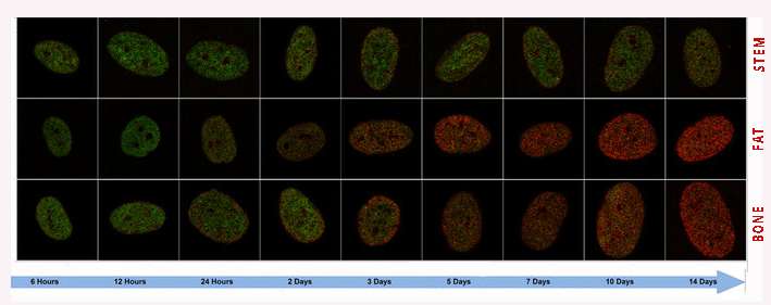 Super-resolution imaging can map critical cell changes several days sooner than current method