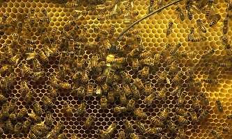 Surprised honeybees give ‘whooping signal’ in the hive, study shows