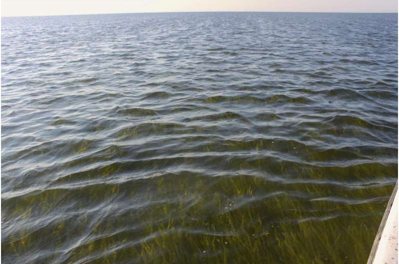 Survey: Another good year for Chesapeake Bay's underwater grasses