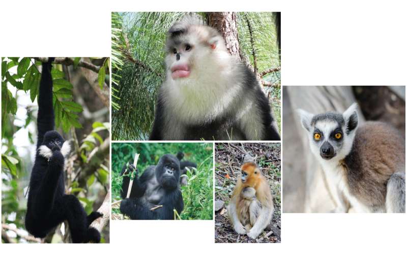 Survival of many of the world's nonhuman primates is in doubt, experts report
