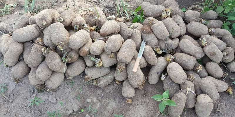 Sustainable yam systems in West Africa