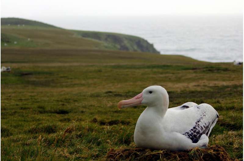 Swansea Uni scientists find that 'fathers do matter' for the wandering albatross