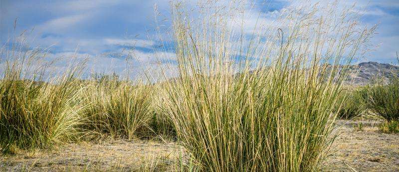 Switchgrass may unlock the future of biofuel