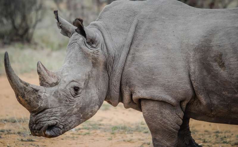Synthetic horns may save rhinos if they are not like the real thing