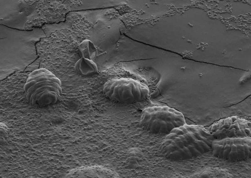 Tardigrades use unique protein to protect themselves from desiccation