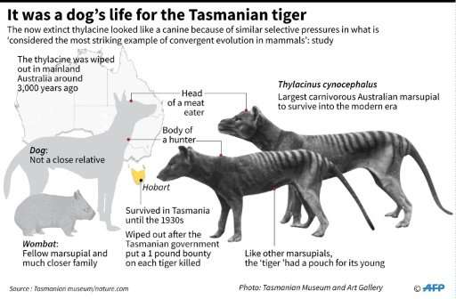 Tasmanian tigers